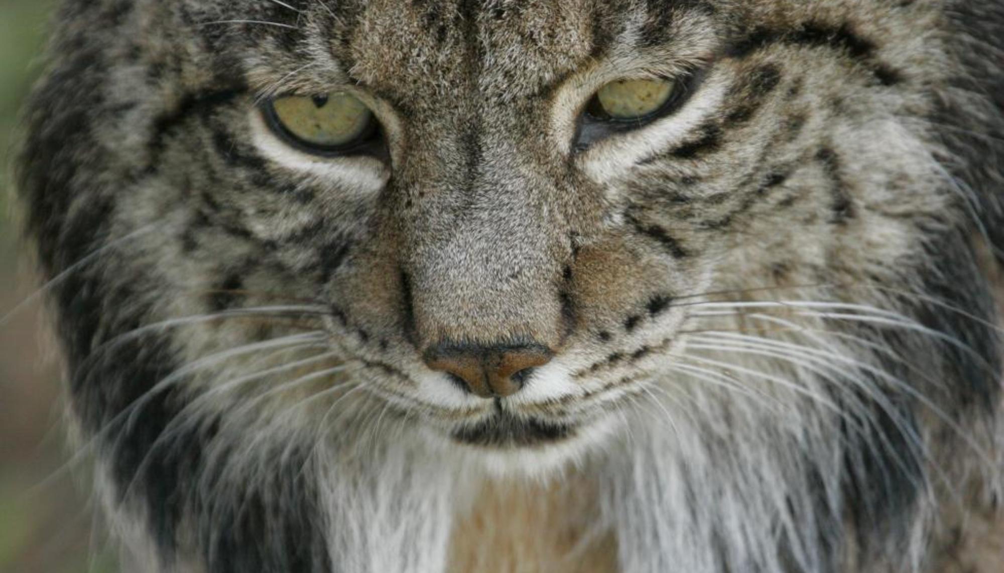 Lince Ibérico Program Ex-situ Conservation